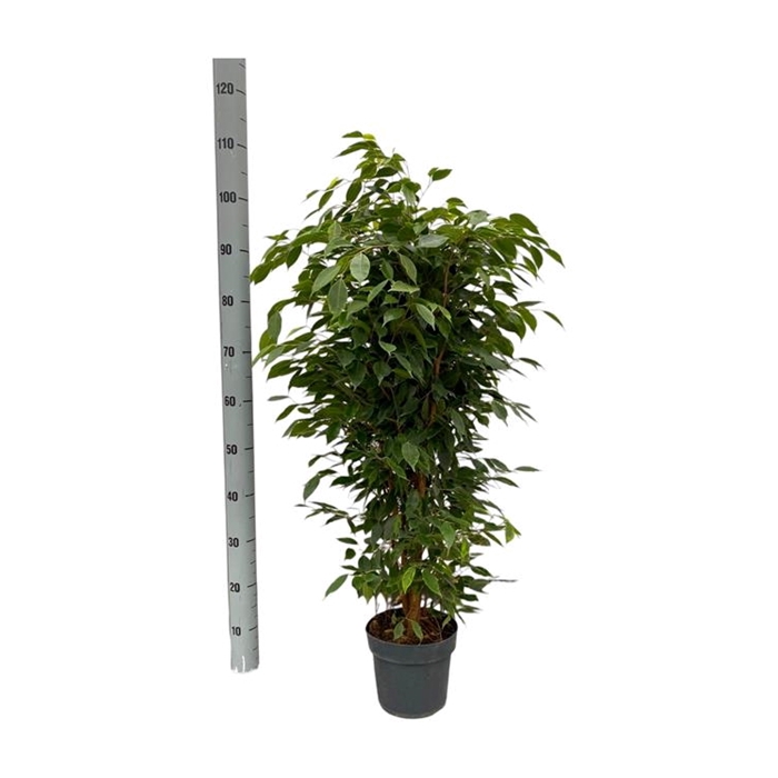 <h4>Ficus Ben. Anastasia 21Ø 80cm 1pp</h4>