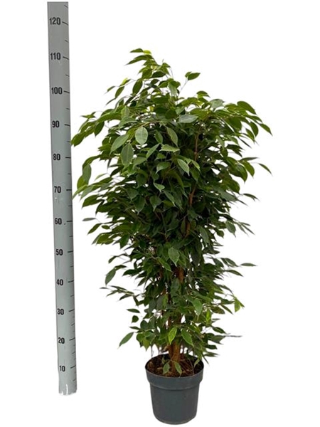 Ficus Ben. Anastasia 21Ø 80cm 1pp