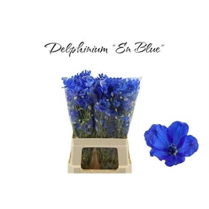 DELPH EN M PLAT BLUE