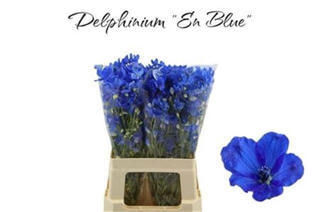<h4>DELPH EN M PLAT BLUE</h4>