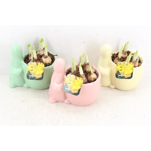 arr1 Narcis MB - Ker. easter bunny pastel mix