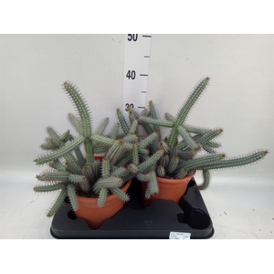 Euphorbia baioensis