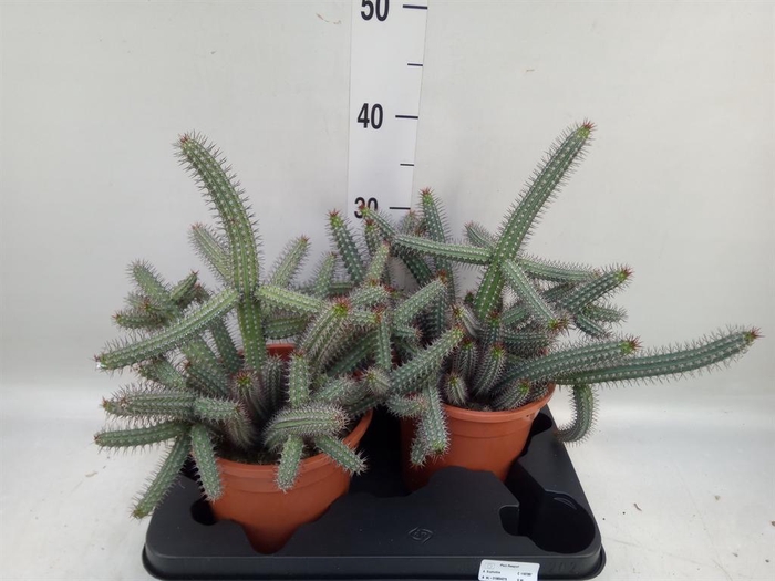 <h4>Euphorbia baioensis</h4>