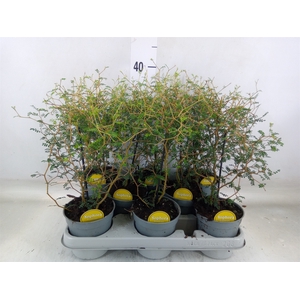 Sophora prostrata 'Little Baby'