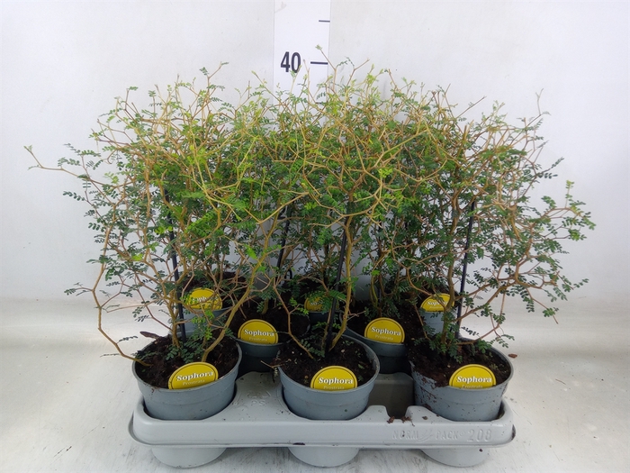 <h4>Sophora prostrata 'Little Baby'</h4>