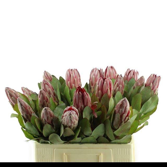 <h4>PROTEA OV PER STUK</h4>