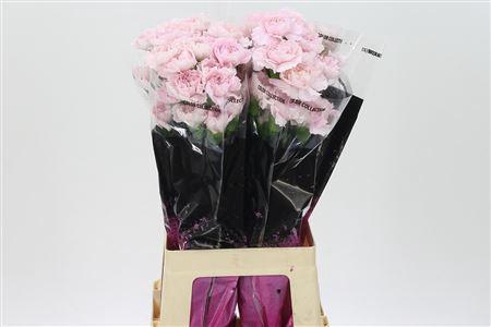 <h4>Di St Bridal Damascus</h4>