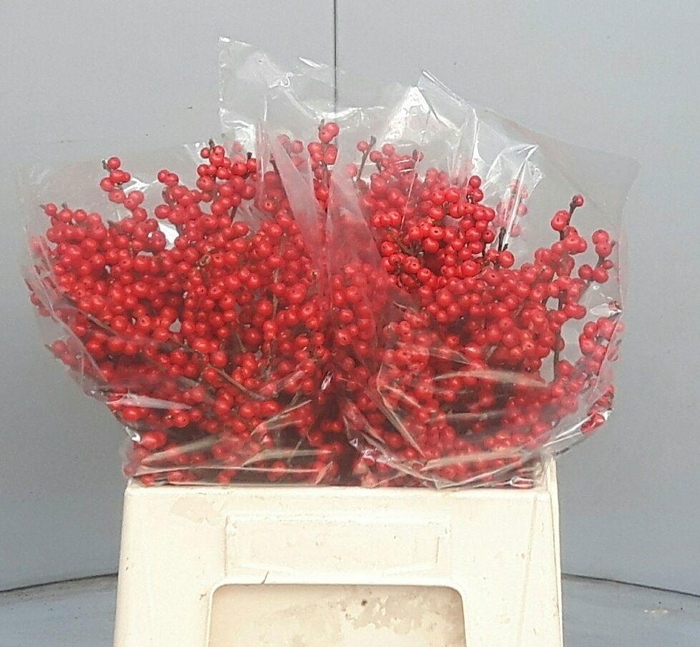 <h4>ILEX VE RODE BES</h4>