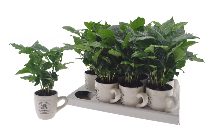 <h4>COFFEA ARABICA</h4>
