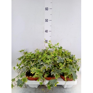 Hedera helix   ...mix varie yello