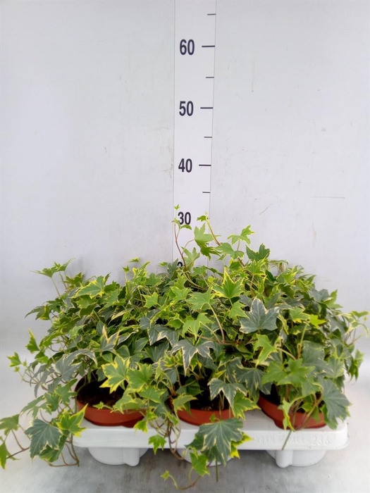 <h4>Hedera helix   ...mix varie yello</h4>