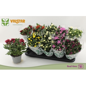 Chrysanthemum gemengd 7klr.