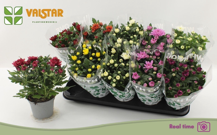 <h4>Chrysanthemum gemengd 7klr.</h4>
