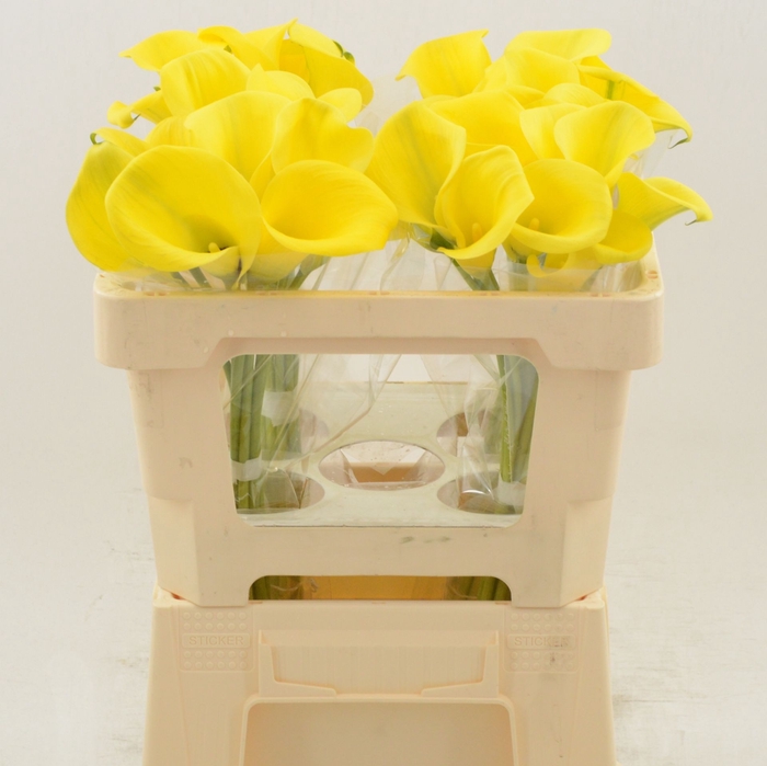 <h4>Calla Gold Medal</h4>