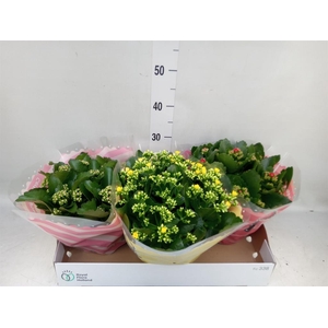 Kalanchoe blos.   ..rosebud mix  4