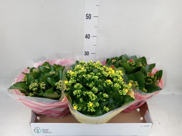 <h4>Kalanchoe blos.   ..rosebud mix  4</h4>
