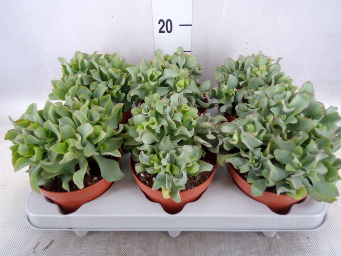 <h4>Crassula arborescens 'Curly'</h4>