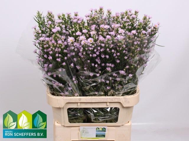 <h4>AST CLAUDIA</h4>