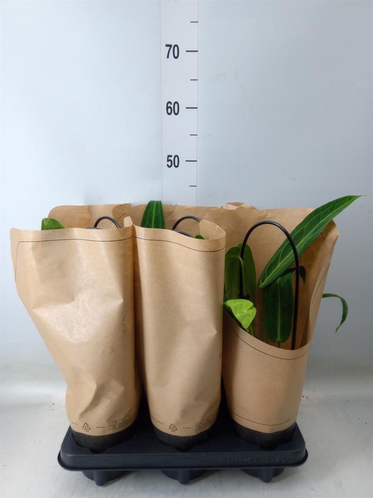 <h4>Anthurium   ...</h4>