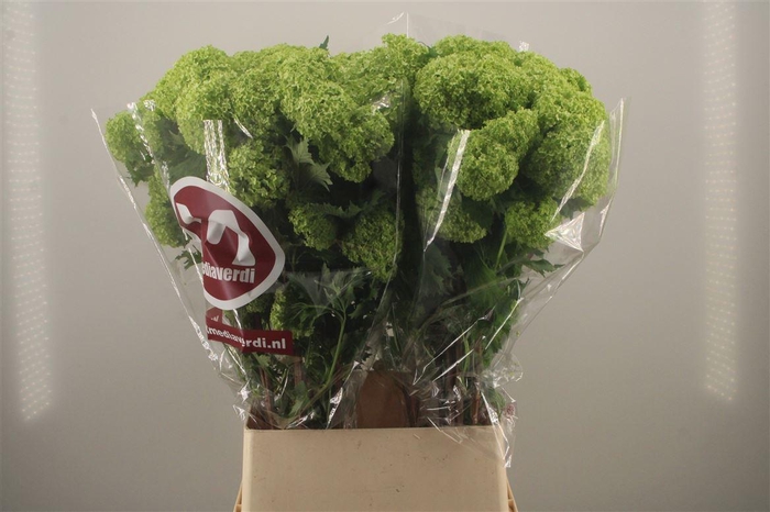 <h4>Viburnum Roseum St</h4>