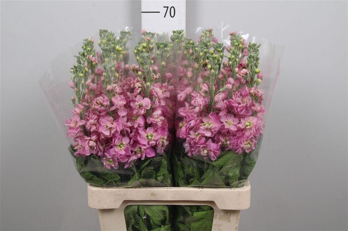 <h4>Matth Milla Pink</h4>