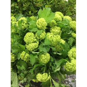 VIBURNUM ROSEUM BLÜHEND