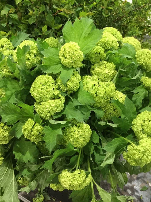 <h4>VIBURNUM ROSEUM BLÜHEND</h4>