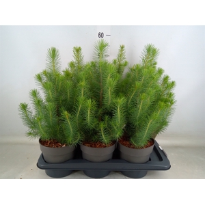 Pinus pinea 'Silver Crest'