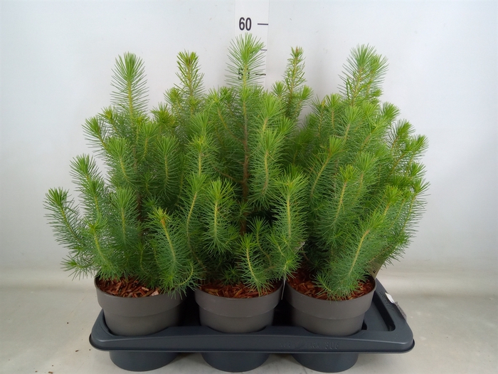 <h4>Pinus pinea 'Silver Crest'</h4>