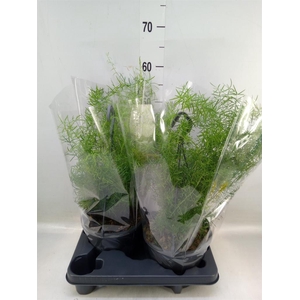 Asparagus dens. 'Sprengeri'