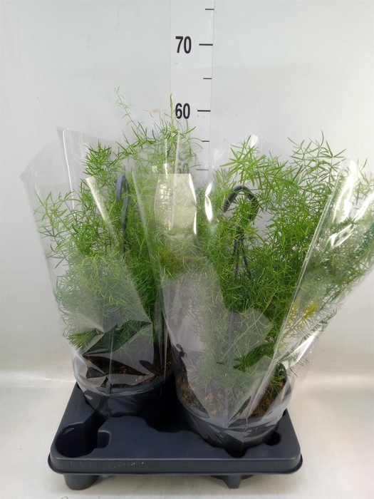 <h4>Asparagus dens. 'Sprengeri'</h4>