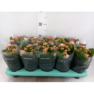 Kalanchoe blos. 'Serenity Pinkwhit'