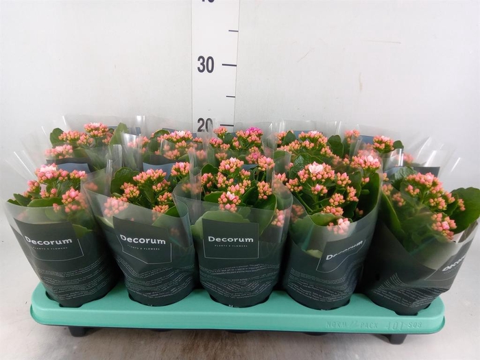 <h4>Kalanchoe blos. 'Serenity Pinkwhit'</h4>