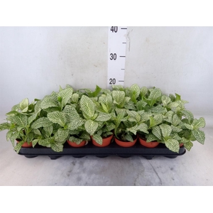 Fittonia verschaf. 'White Anne'