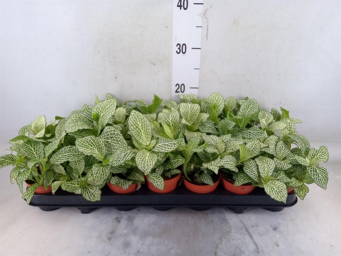 <h4>Fittonia verschaf. 'White Anne'</h4>