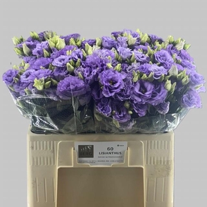 EUS G CORELLI LAVEND