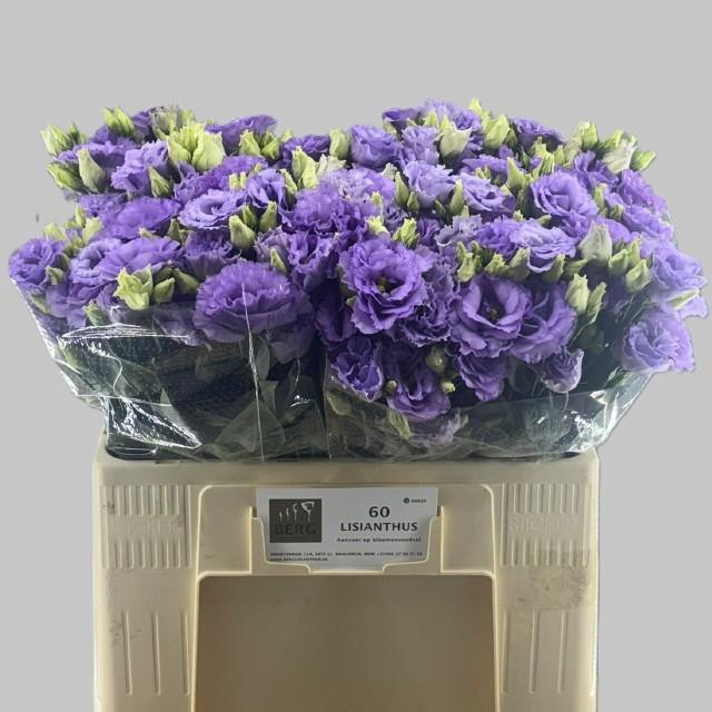 <h4>EUS G CORELLI LAVEND</h4>