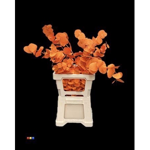 Cinerea Orange