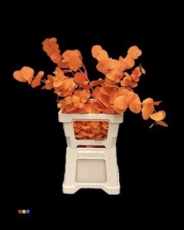 <h4>Cinerea Orange</h4>