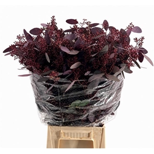 Euc. Populus Grain Absorbed Red