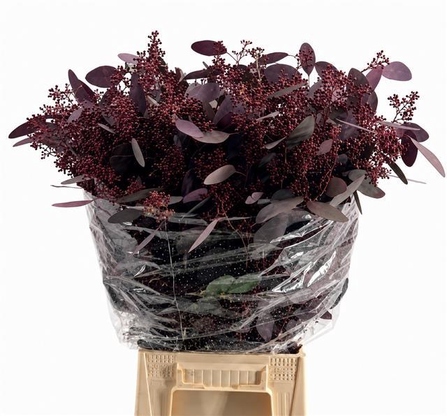 <h4>Euc. Populus Grain Absorbed Red</h4>