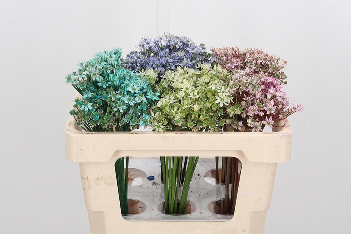 <h4>Allium Nigrum Gemengd</h4>