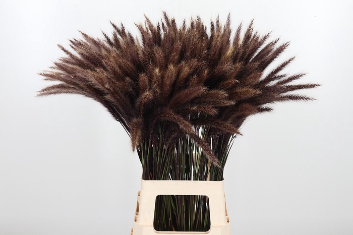 <h4>Penni Se Rubrum</h4>