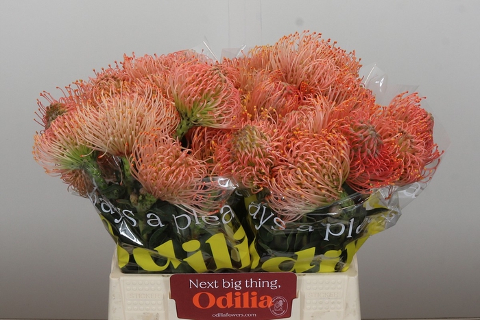 Nutans Ayoba Pink