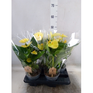 Anthurium andr. 'Vanilla'