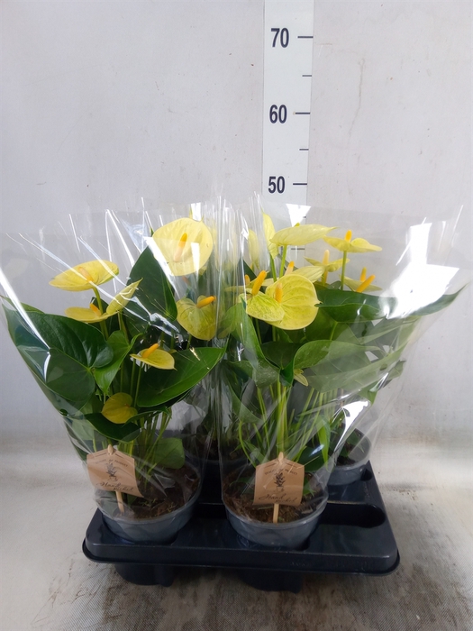 <h4>Anthurium andr. 'Vanilla'</h4>