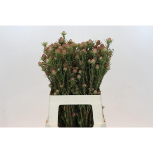 Kaaps Groen Jubilee Crown Spray