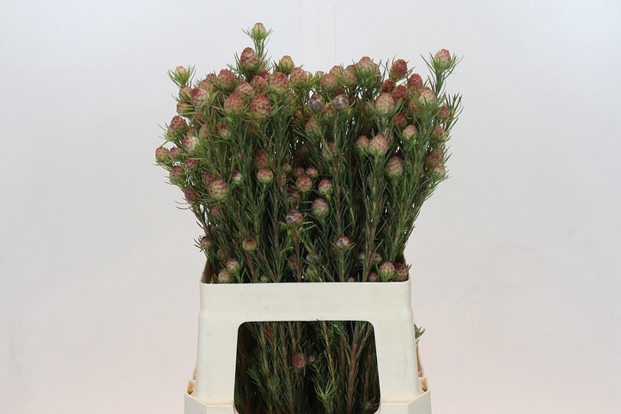 <h4>Kaaps Groen Jubilee Crown Spray</h4>