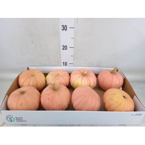 Cucurbita pepo