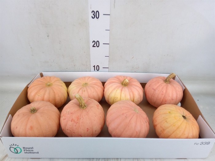 <h4>Cucurbita pepo</h4>